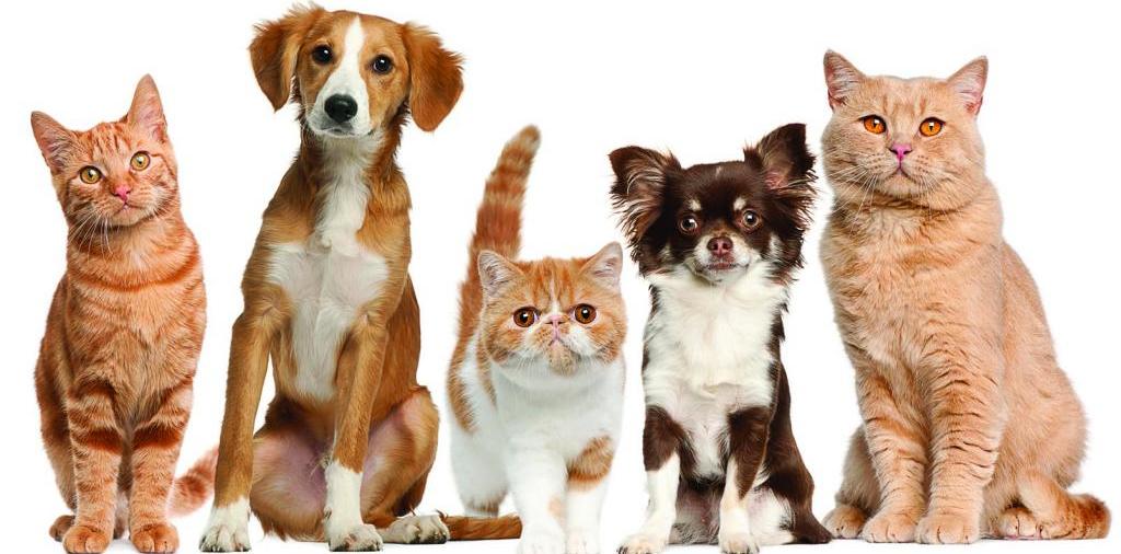 Доска объявлений о животных | ЗооТом - продажа, вязка и услуги для животных в Тынде