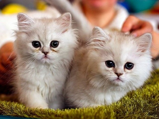 Породы кошек в Тынде | ЗооТом портал о животных