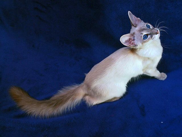 Выведенные породы кошек в Тынде | ЗооТом портал о животных