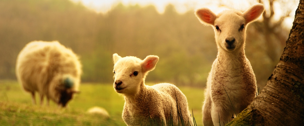 Объявления о сельскохозяйственных животных | ЗооТом - продажа, вязка и услуги для животных в Тынде