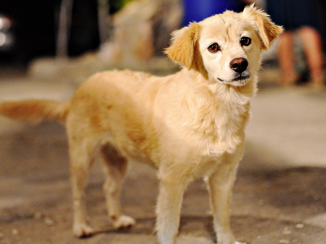 Породы собак в Тынде | ЗооТом портал о животных