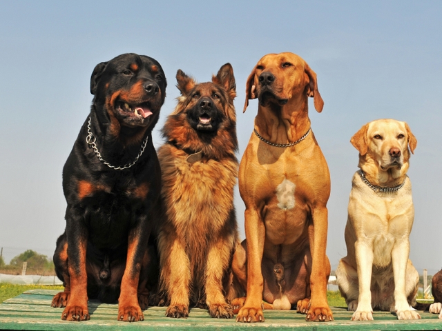 Крупные породы собак в Тынде | ЗооТом портал о животных