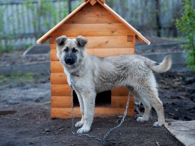 Все о собаках в Тынде